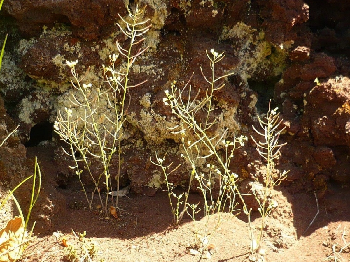 Arabidopsis thaliana (Brassicaceae)